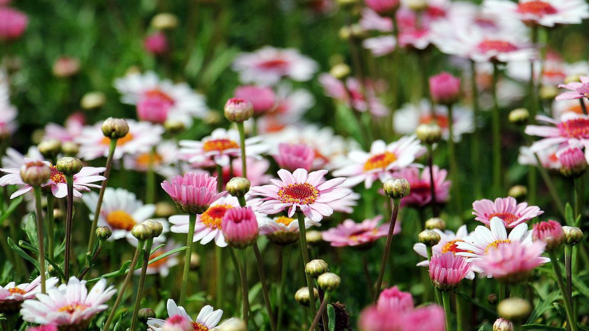 Comment faire l'aménagement d'un salon de jardin ?